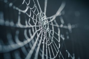 spider web on black back ground